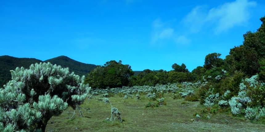 The valley of Mandalawangi, Javan Edelweiss field on Mount Pangrango"