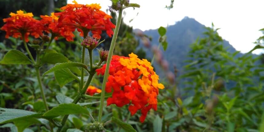 Flowers on Manglayang Mountain"