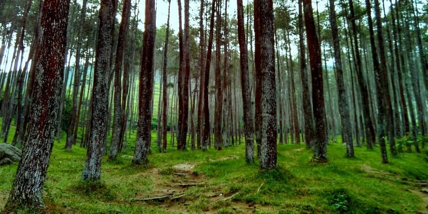 Pine Forest at Batu Kuda Campsite"