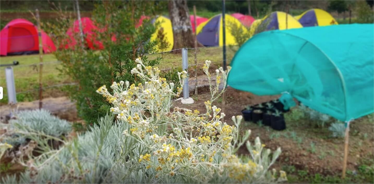 Camping Near Edelweiss Field