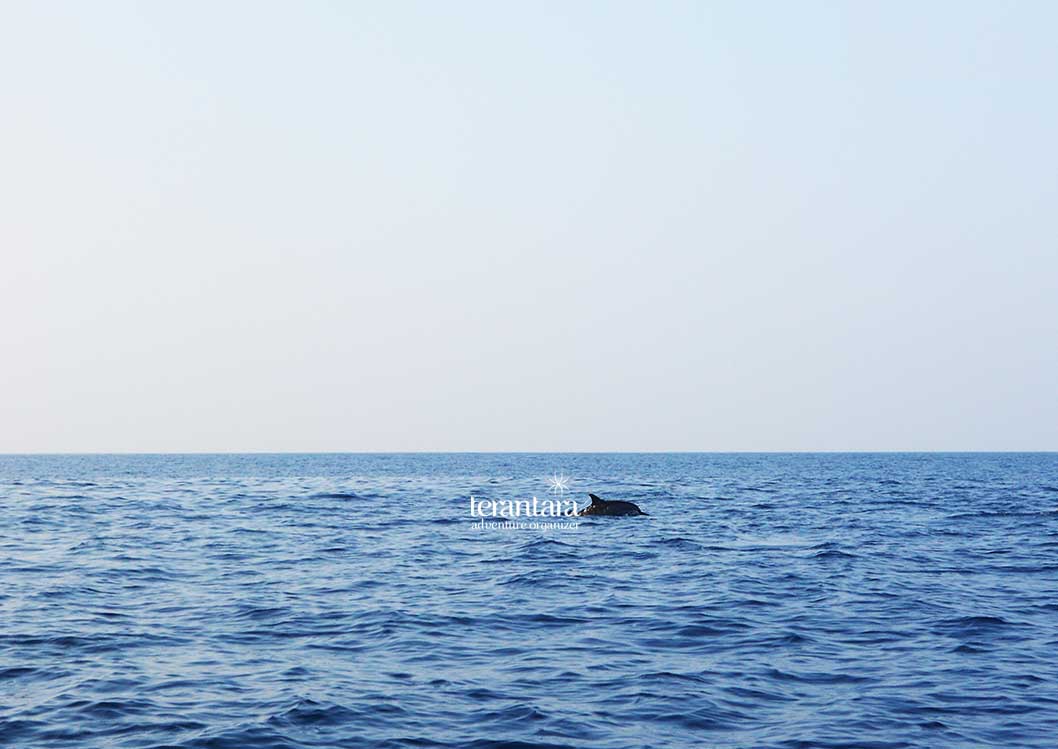 A Dolphin Spotted During Our Adventure in Kiluan