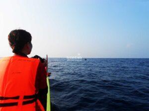 Leaping Dolphins in Kiluan Bay