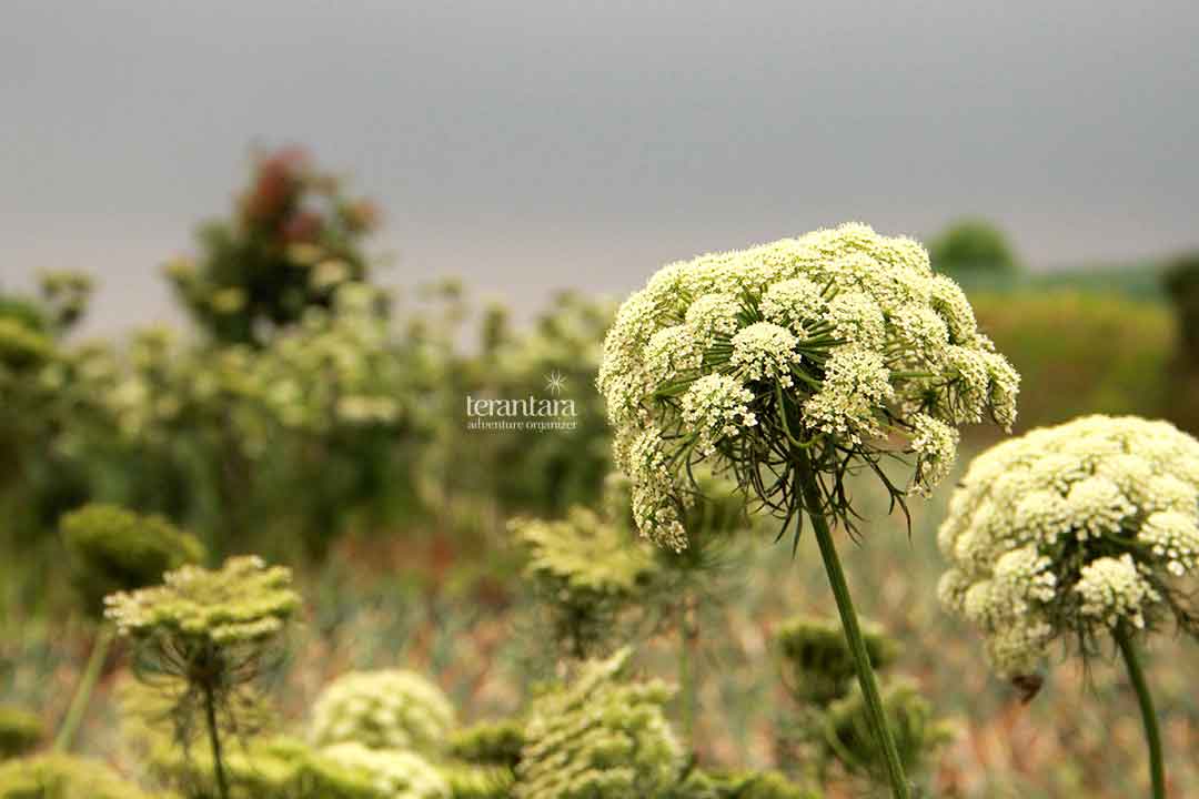 Beautiful Field at Alun-Alun Surya Kencana, Mount Gede