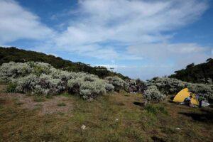 Edelweiss Field in Alun-Alun Surya Kencana, Mount Gede