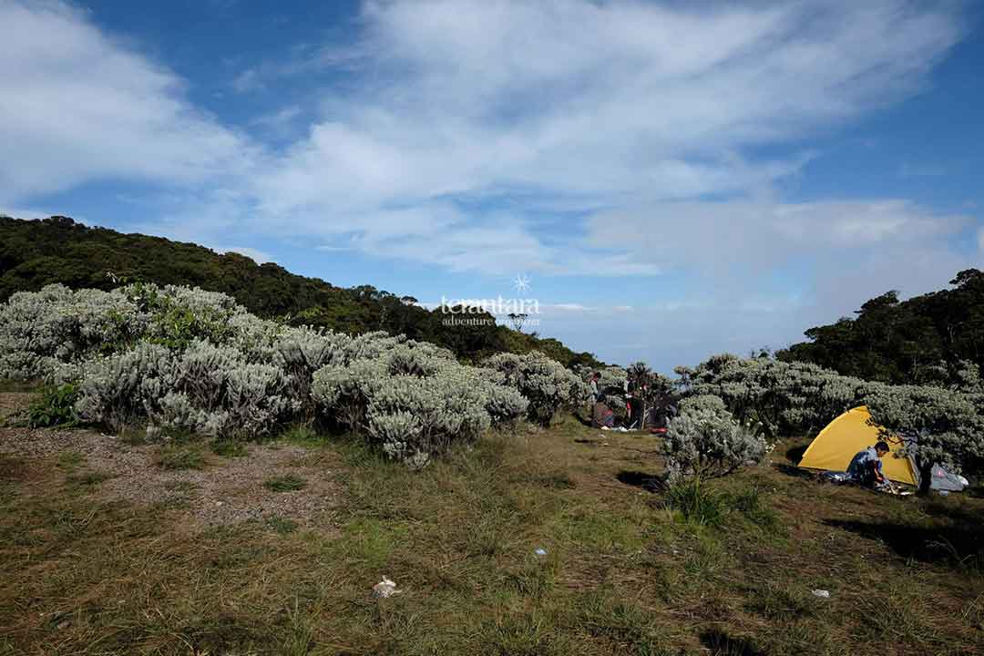 Edelweiss Field in Alun-Alun Surya Kencana, Mount Gede